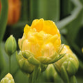 Tulipan 'Vanille Coup'