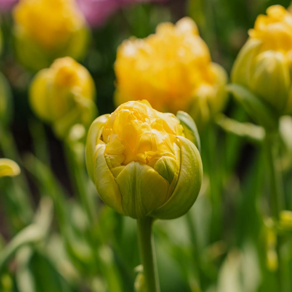 Tulipan 'Vanille Coup'