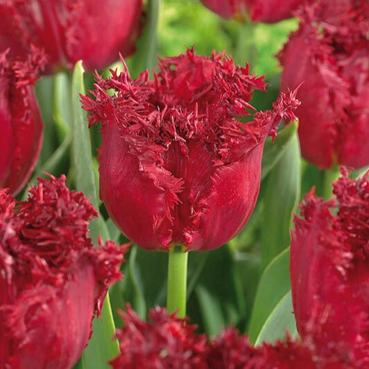 Tulipan 'Versaci'