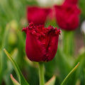 Tulipan 'Versaci'