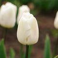 Tulipan 'White Flag'