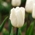 Tulipan 'White Flag'