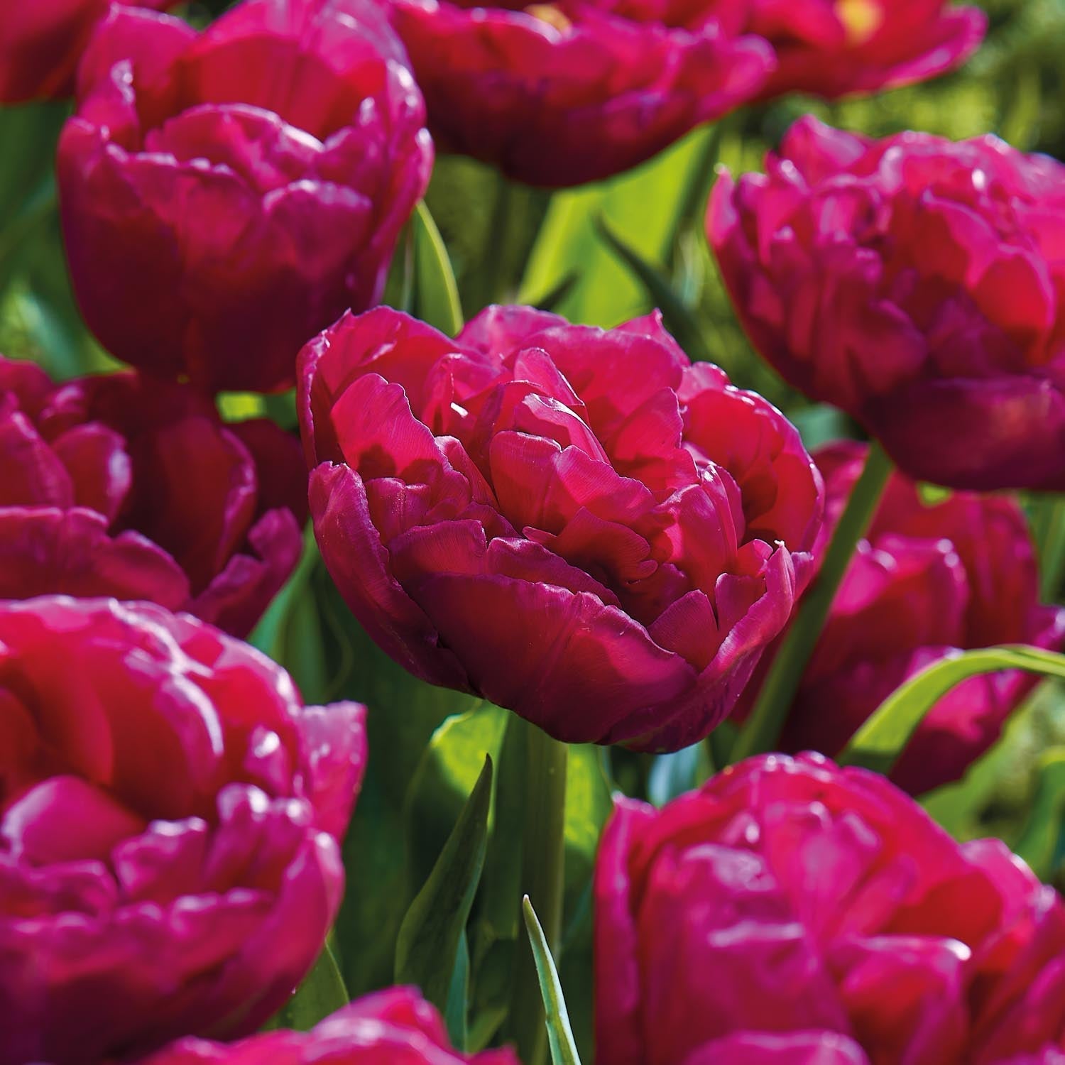 Tulipan 'World Bowl'