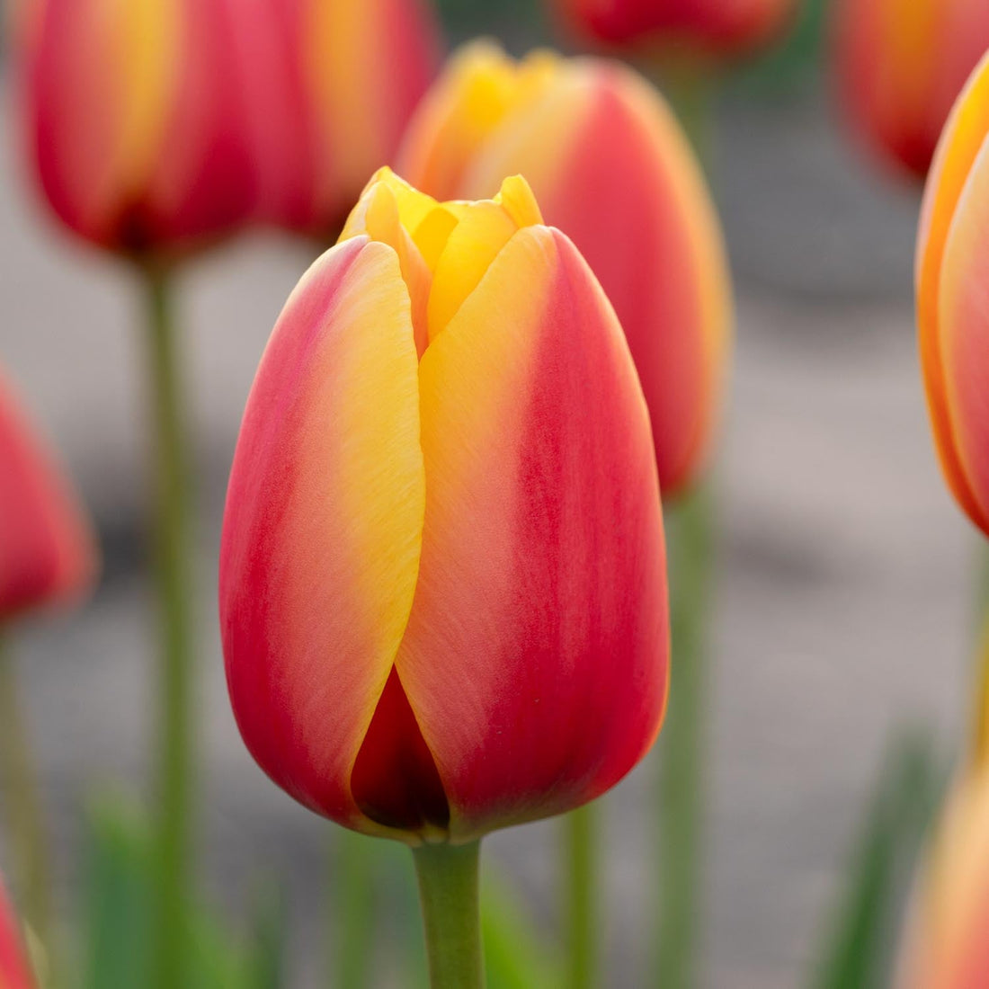 Tulipan 'World Peace'