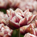 Tulipan 'Wyndham'