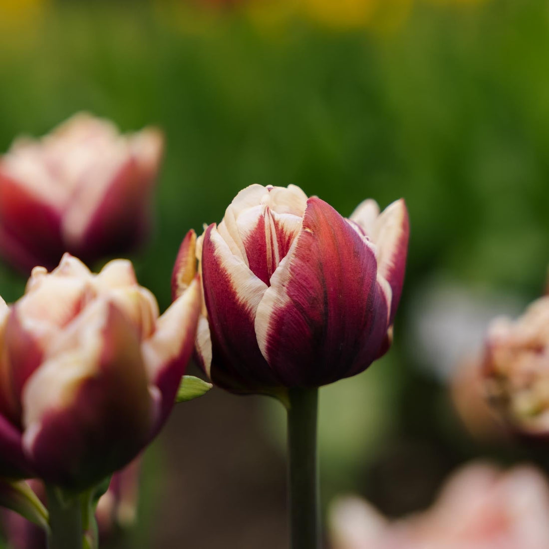 Tulipan 'Wyndham'