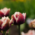Tulipan 'Wyndham'
