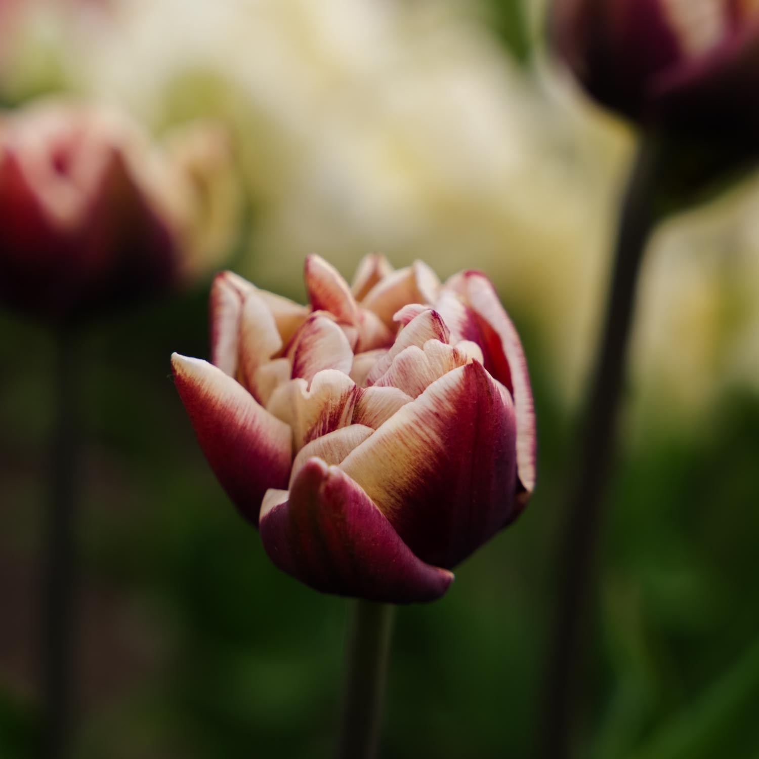 Tulipan 'Wyndham'