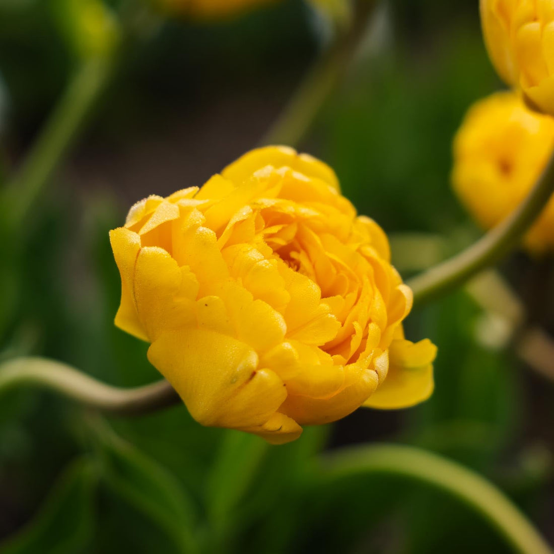 Tulipan 'Yellow Pomponette'