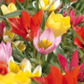 Tulipanblanding 'Botanical Mixed'
