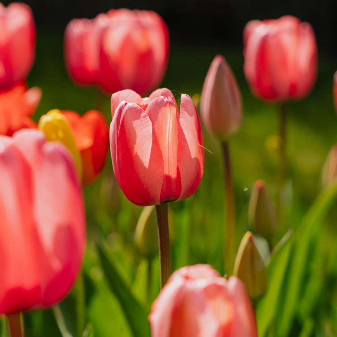Tulipanblanding 'Darwin Hybrid Mixed'
