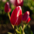 Tulipanblanding 'Delight Mixed'