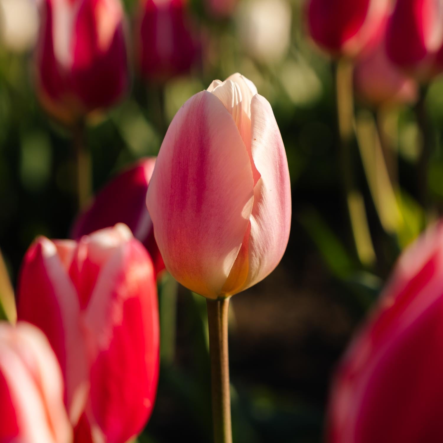 Tulipanblanding 'Delight Mixed'