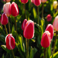 Tulipanblanding 'Delight Mixed'