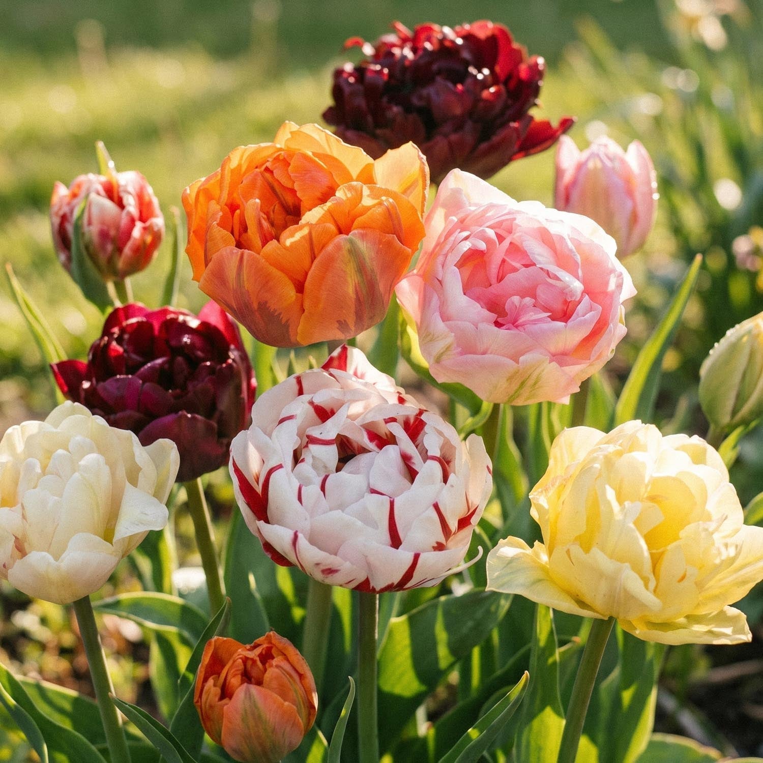 Tulipanblanding 'Double Late Mixed'