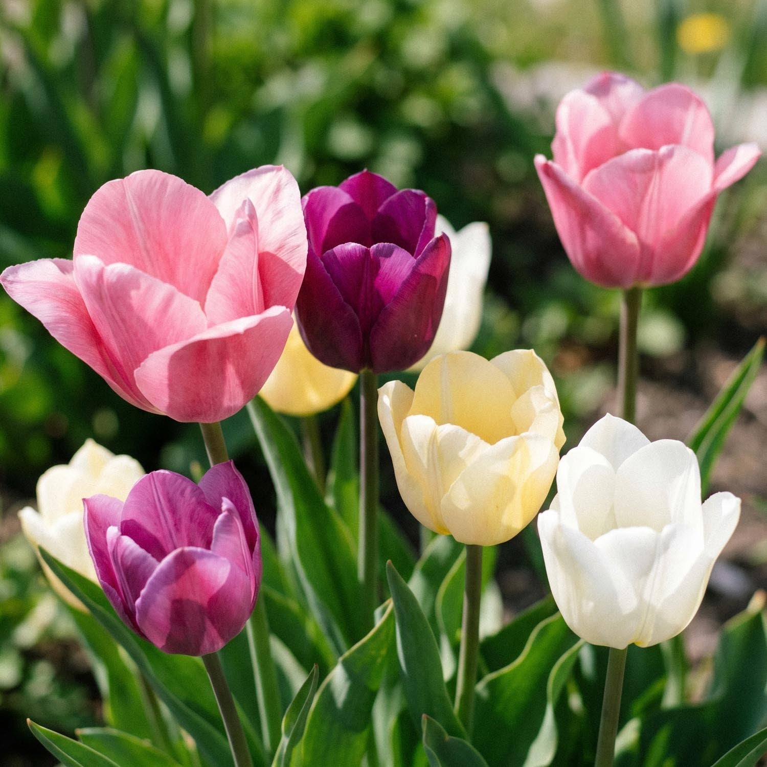 Tulipanblanding 'Easter Basket Mixed'