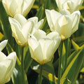 Tulipanblanding 'Elegant Harmony'