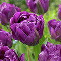 Tulipanblanding 'Elegant Harmony'