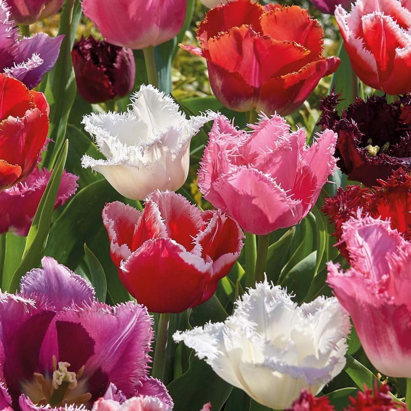 Tulipanblanding 'Fringed Mixed'