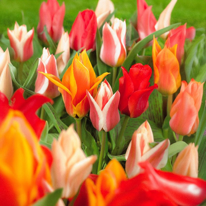 Tulipanblanding 'Greigii Mixed'