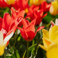 Tulipanblanding 'Greigii Mixed'