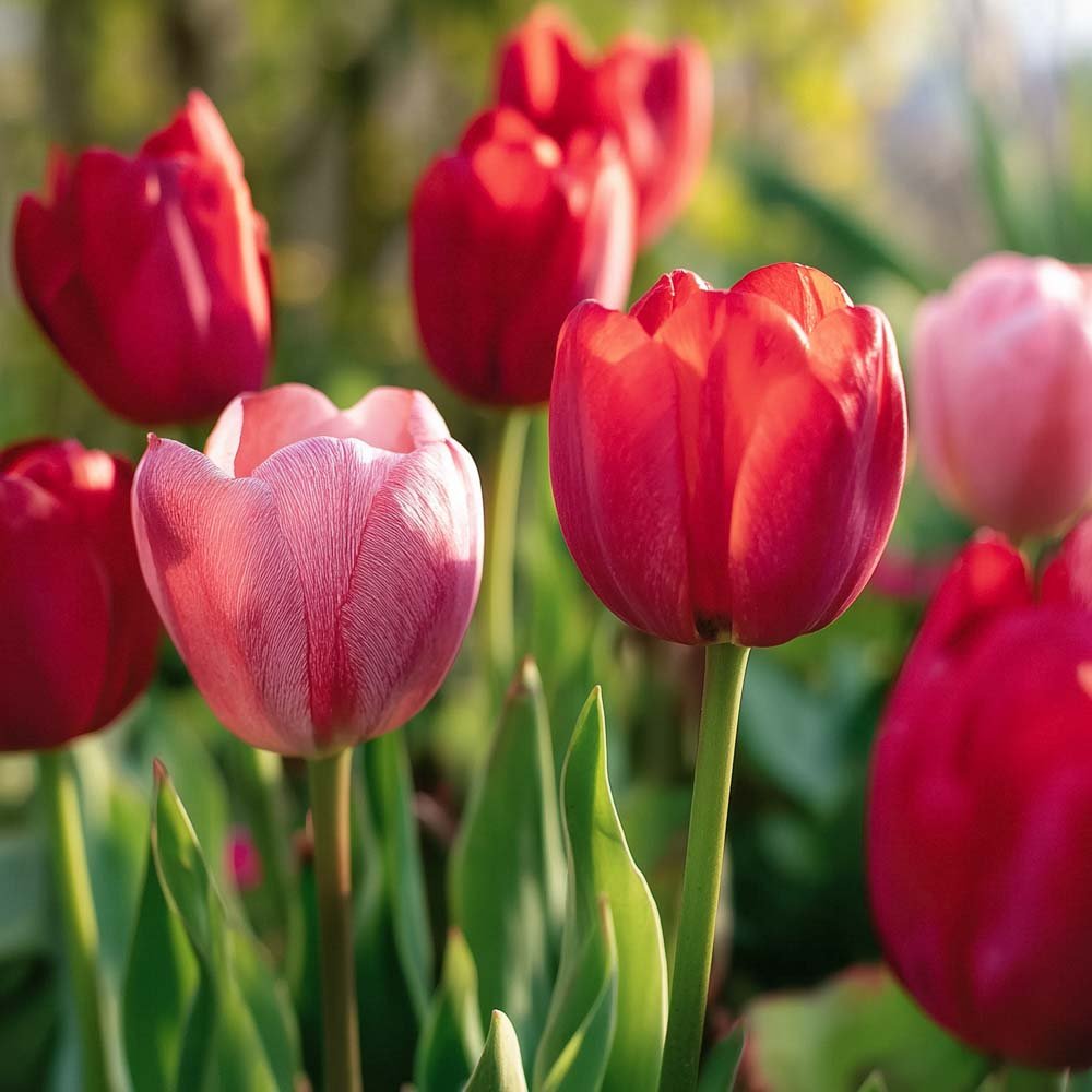 Tulipanblanding 'Impression Mixed'