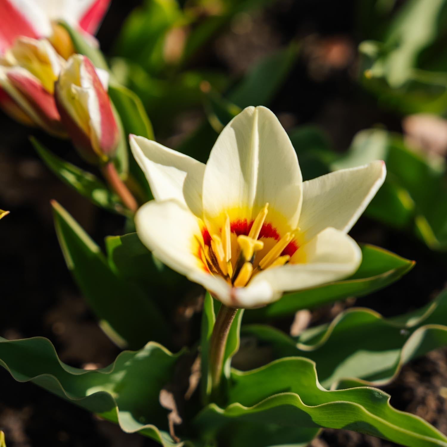 Tulipanblanding 'Kaufmanniana Mixed'