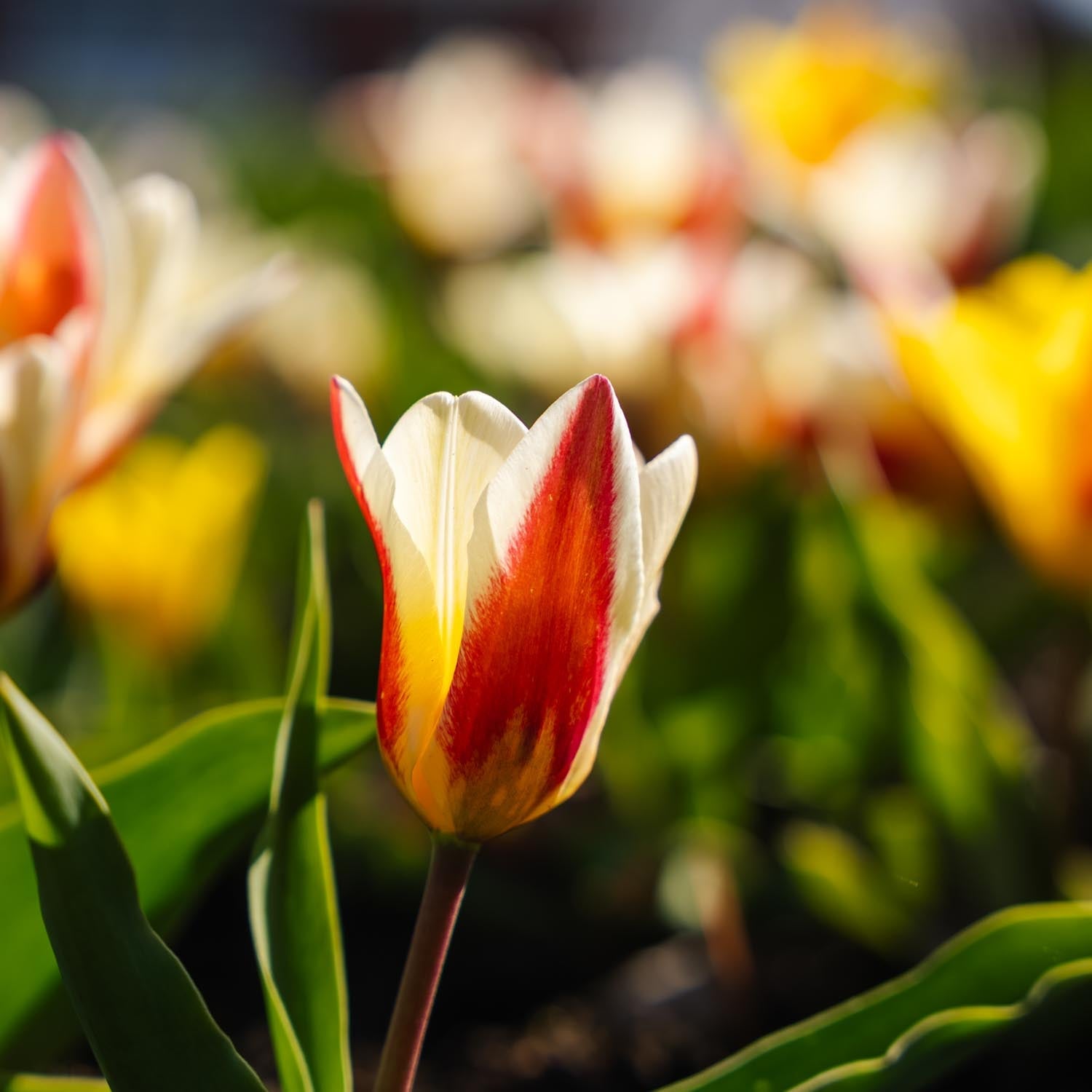 Tulipanblanding 'Kaufmanniana Mixed'