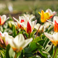 Tulipanblanding 'Kaufmanniana Mixed'