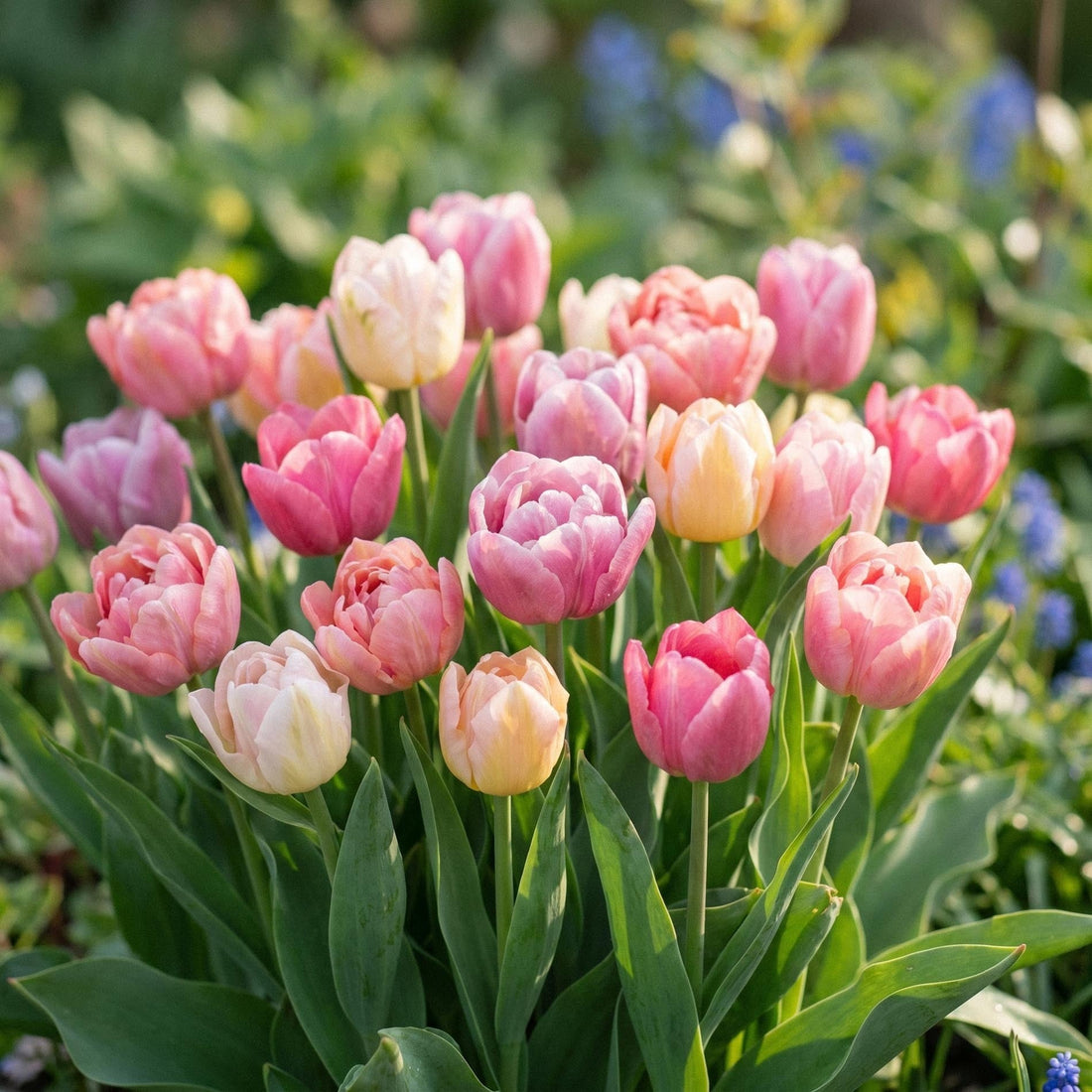Tulipanblanding 'Lovely Wedding Bouquet Mix'