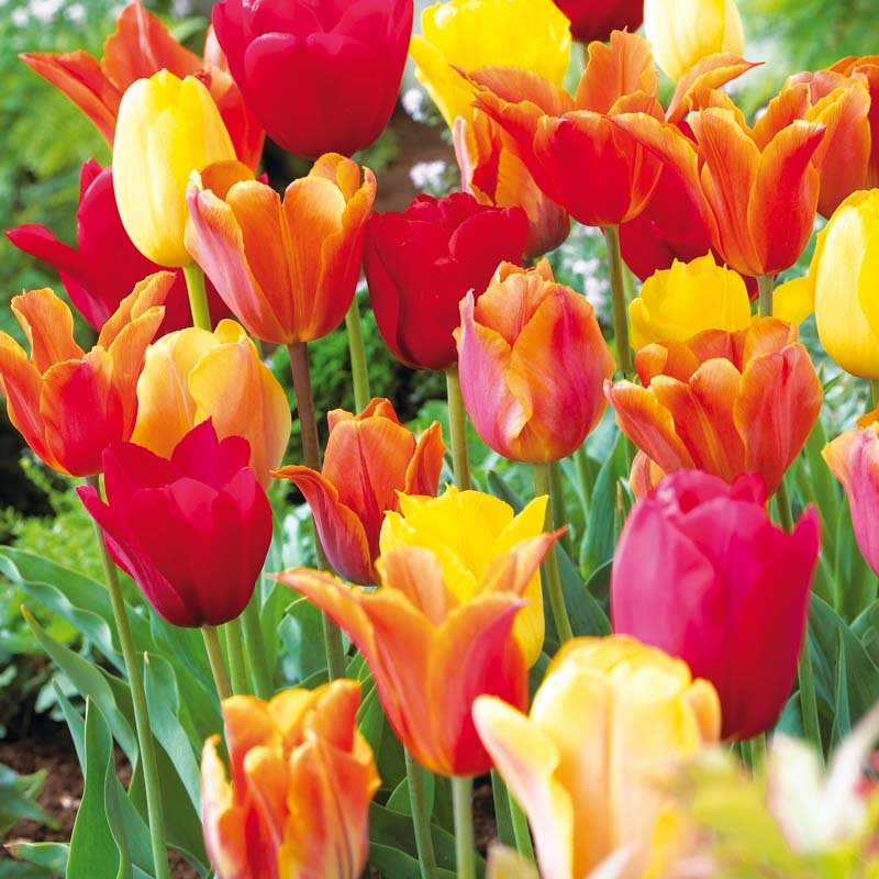 Tulipanblanding 'Orange Mixed'
