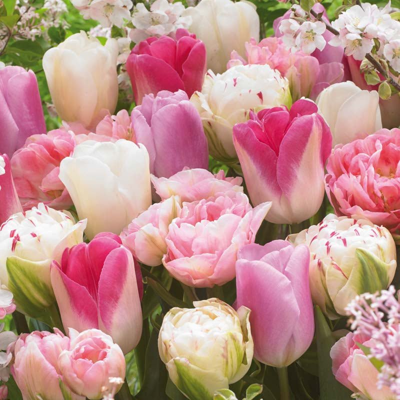 Tulipanblanding 'Pink - White Mixed'