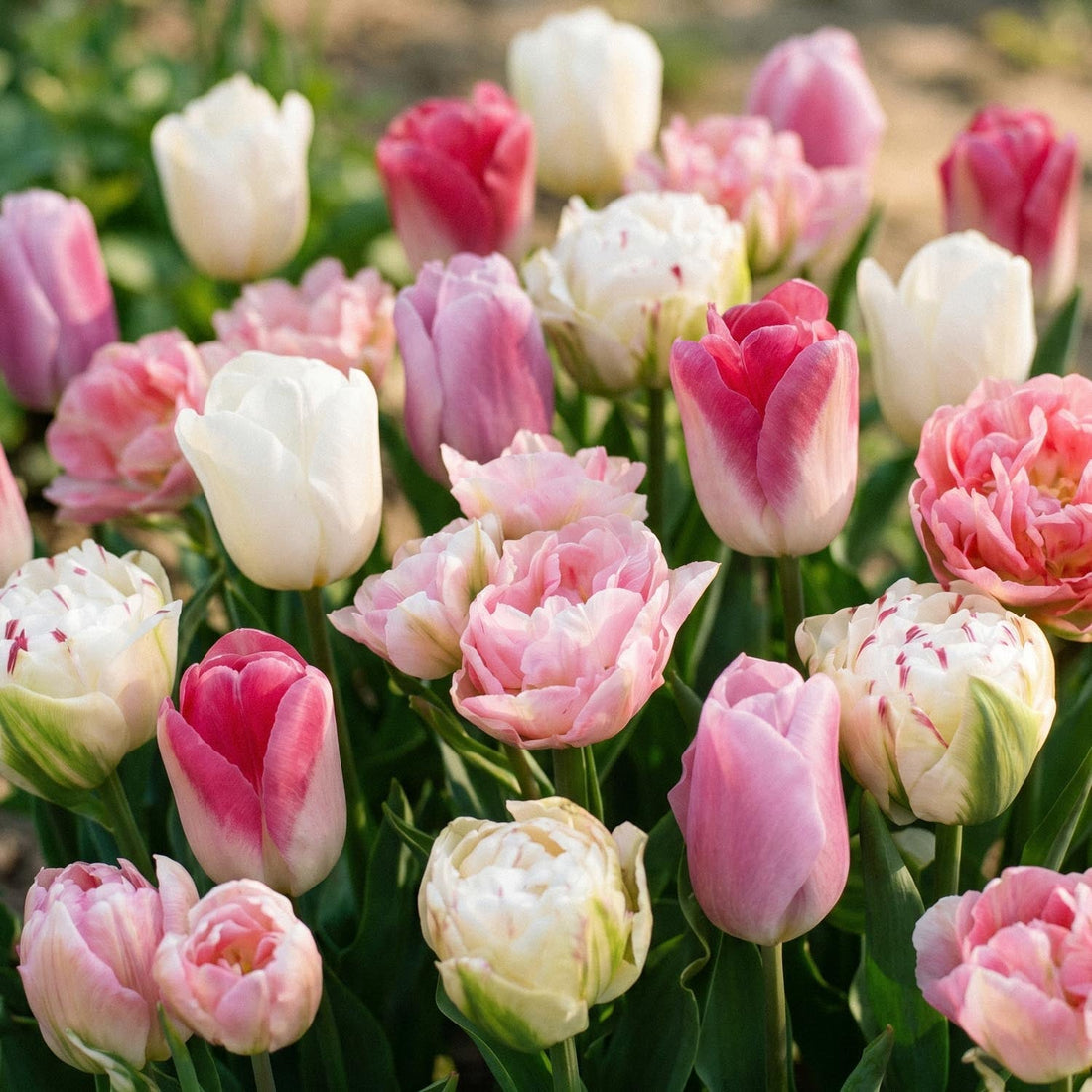 Tulipanblanding 'Pink White Mixed'