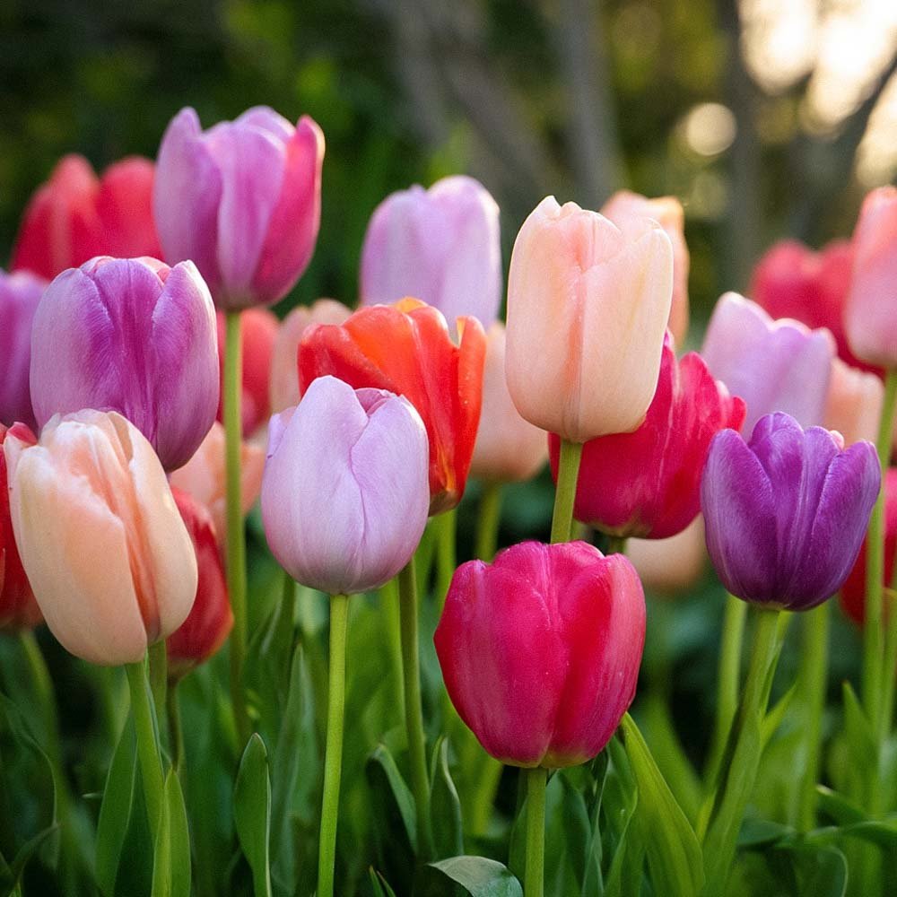 Tulipanblanding 'Pride Mixed'