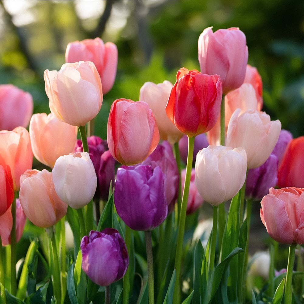 Tulipanblanding 'Pride Mixed'