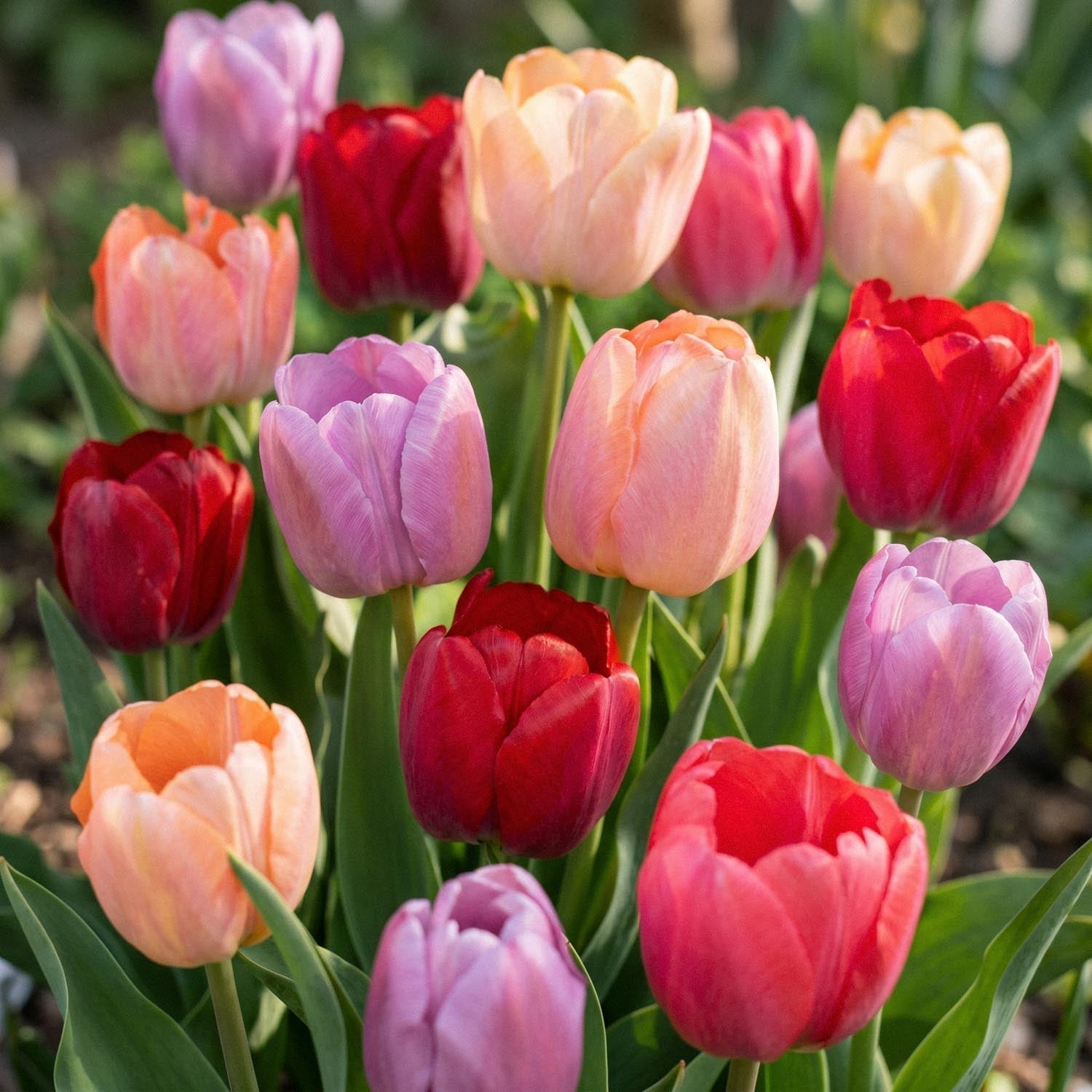 Tulipanblanding 'Pride Mixed'