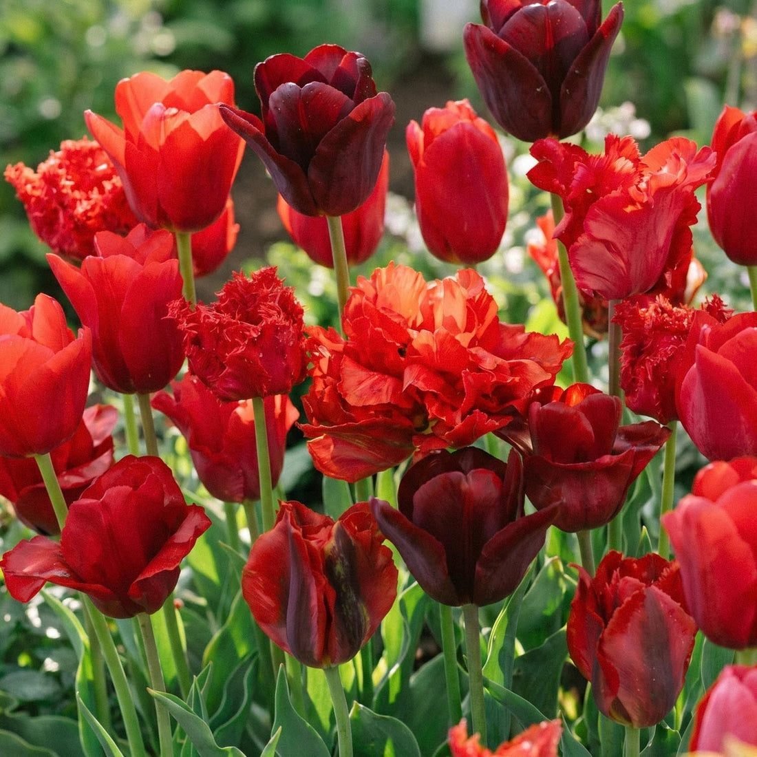 Tulipanblanding 'Red Mixed'