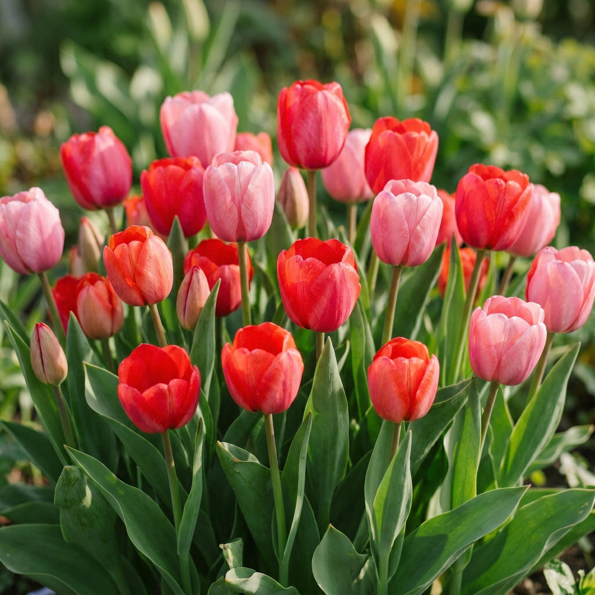 Tulipanblanding 'Red & Rosé Bouquet Mix'