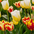 Tulipanblanding 'Rembrandt Mixed'