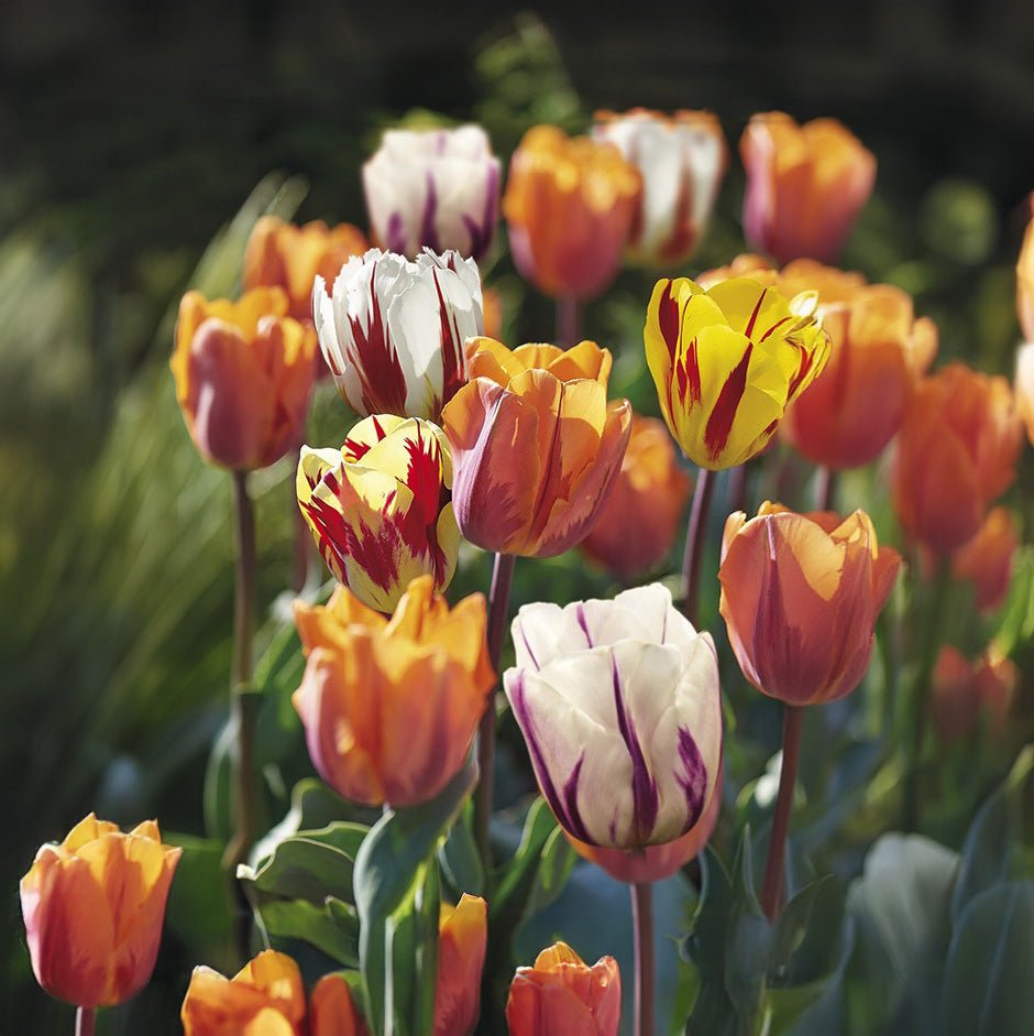 Tulipanblanding 'Rembrandt Mixed'