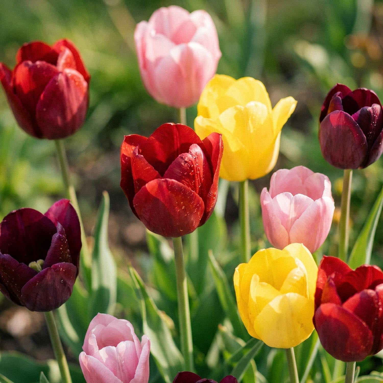 Tulipanblanding 'Single Late Combi' Mixed