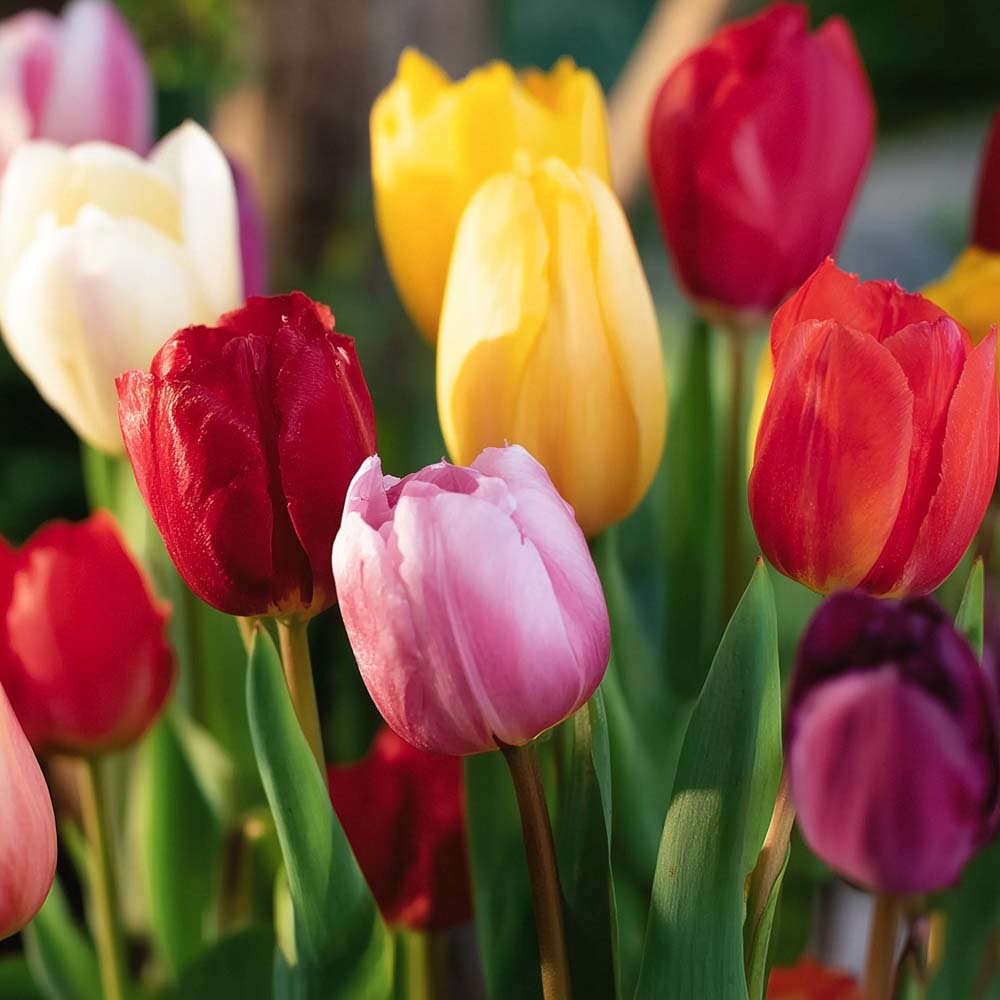 Tulipanblanding 'Single Late Combi' Mixed