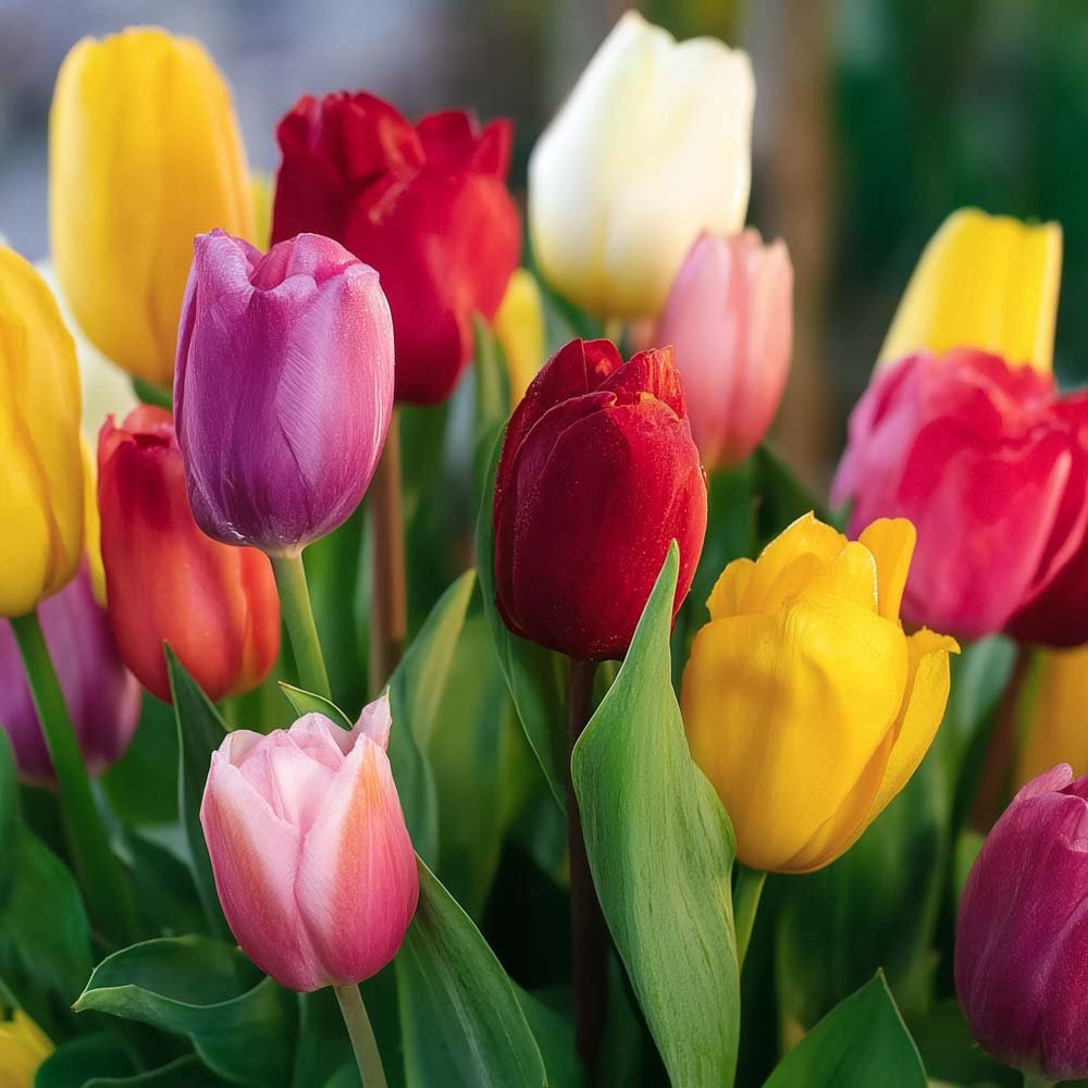 Tulipanblanding 'Single Late Combi' Mixed