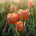 Tulipanblanding 'Sunset Shadows'