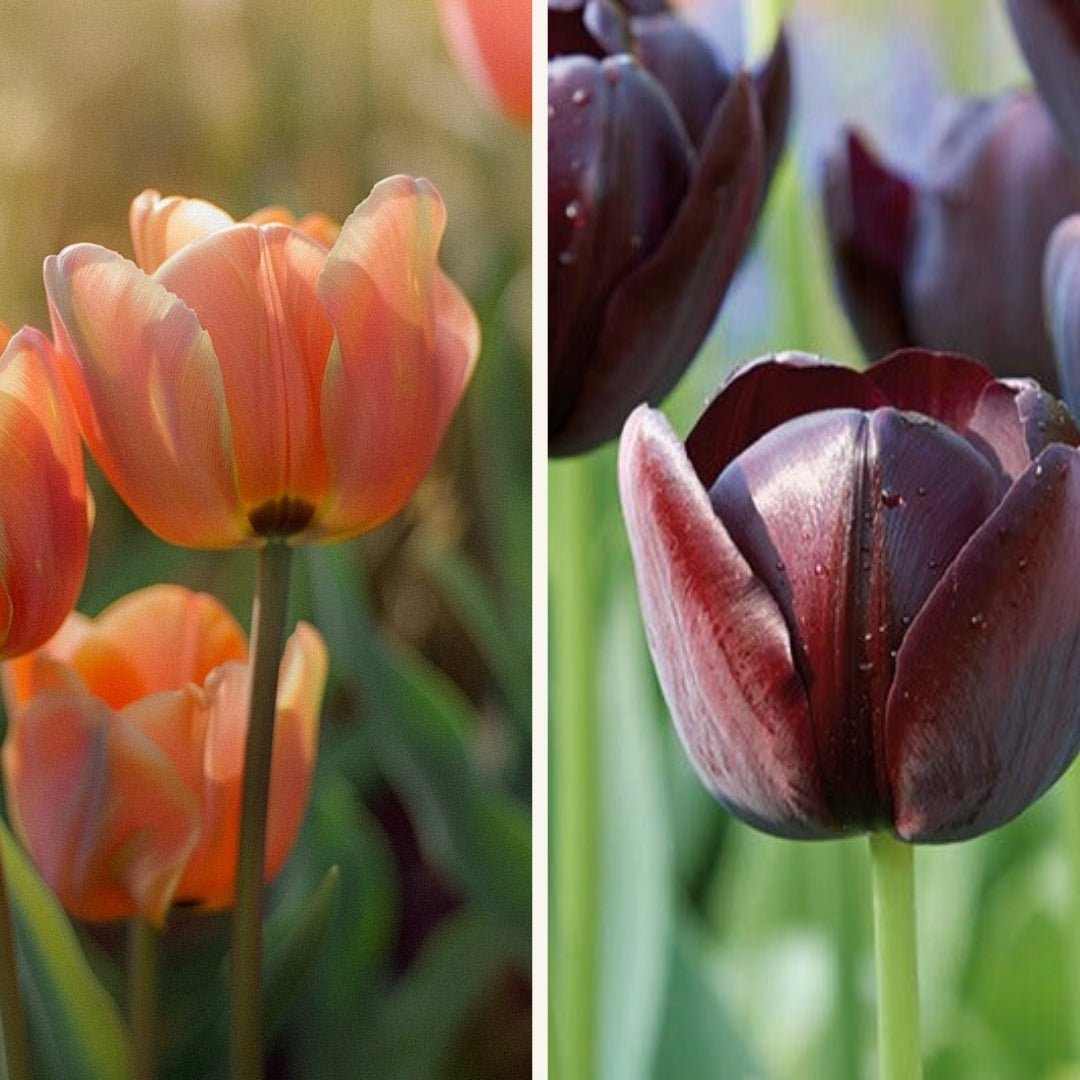 Tulipanblanding 'Sunset Shadows'