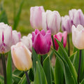 Tulipanblanding 'Triumph Flag Mixed'