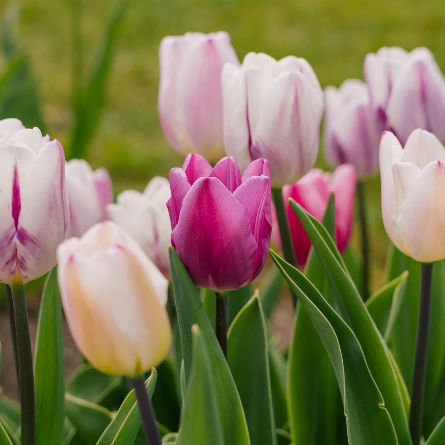Tulipanblanding 'Triumph Flag Mixed'