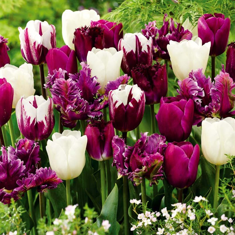 Tulipanblanding 'Violet - Lilac Mixed'