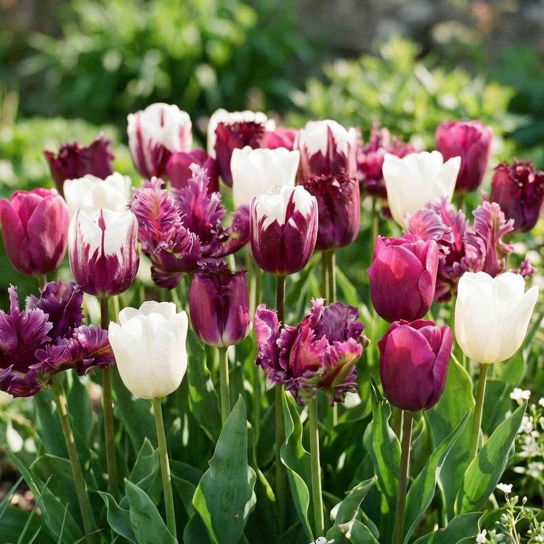 Tulipanblanding 'Violet Lilac Mixed'