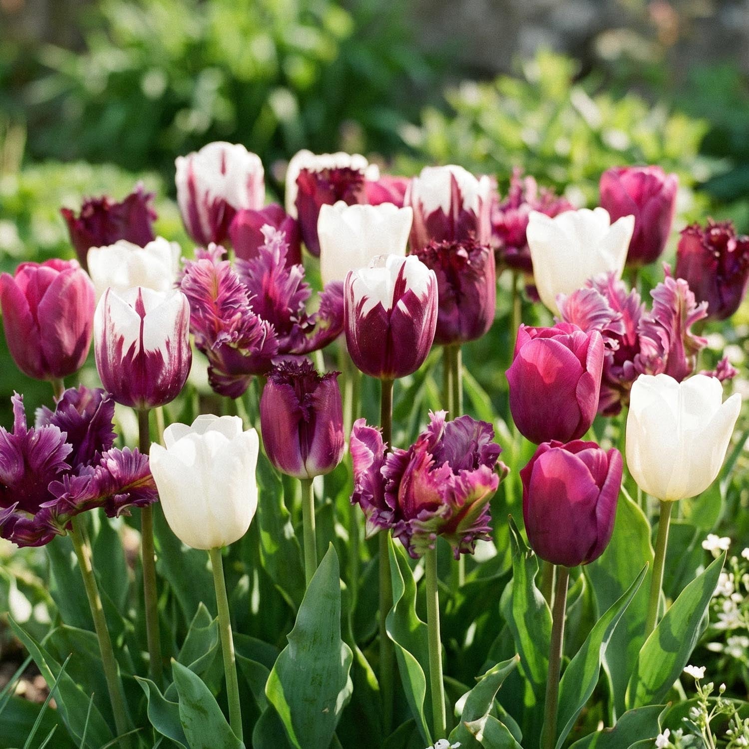 Tulipanblanding 'Violet Lilac Mixed'